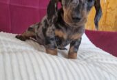 Mini Daschund puppy