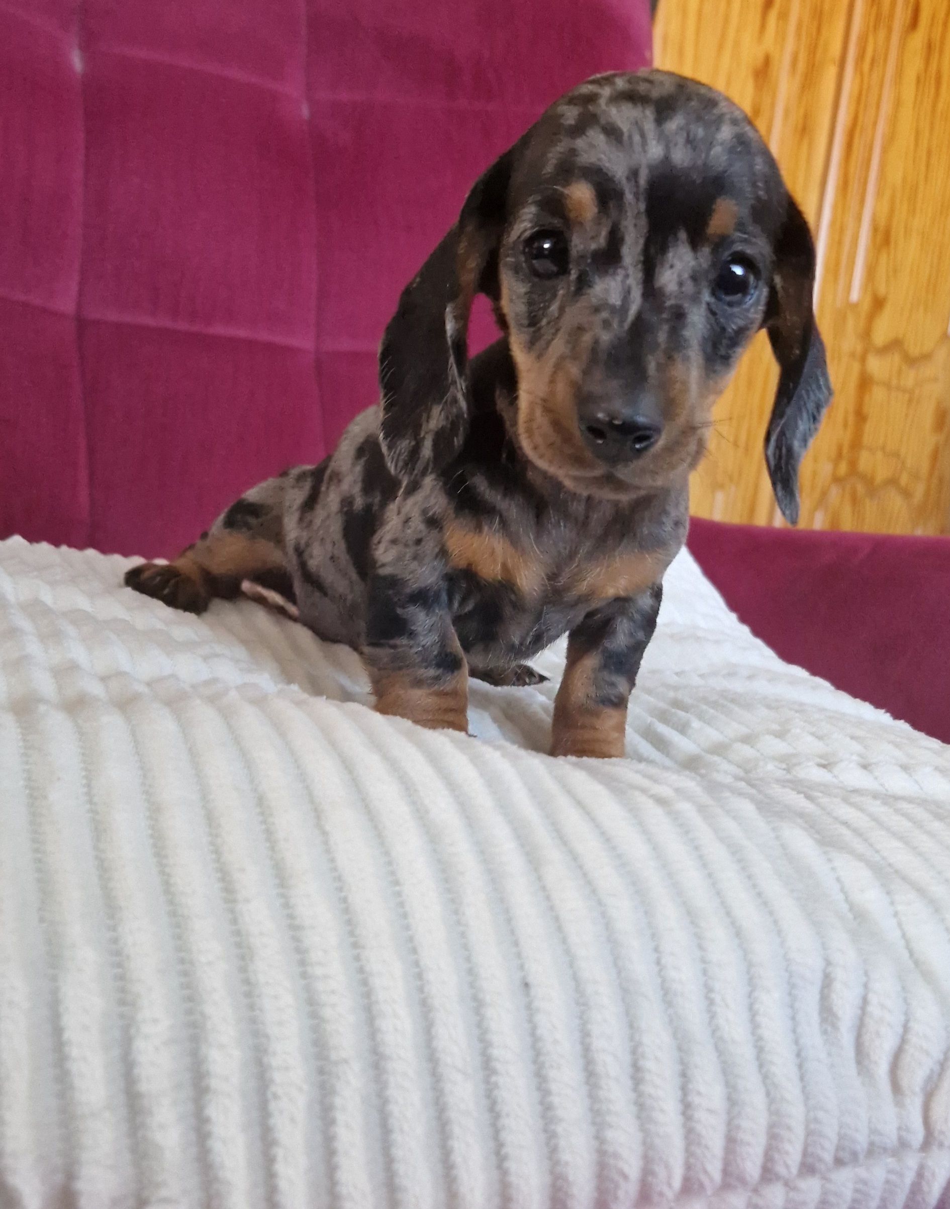 Mini Daschund puppy