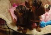 Mianture Dachshund puppies