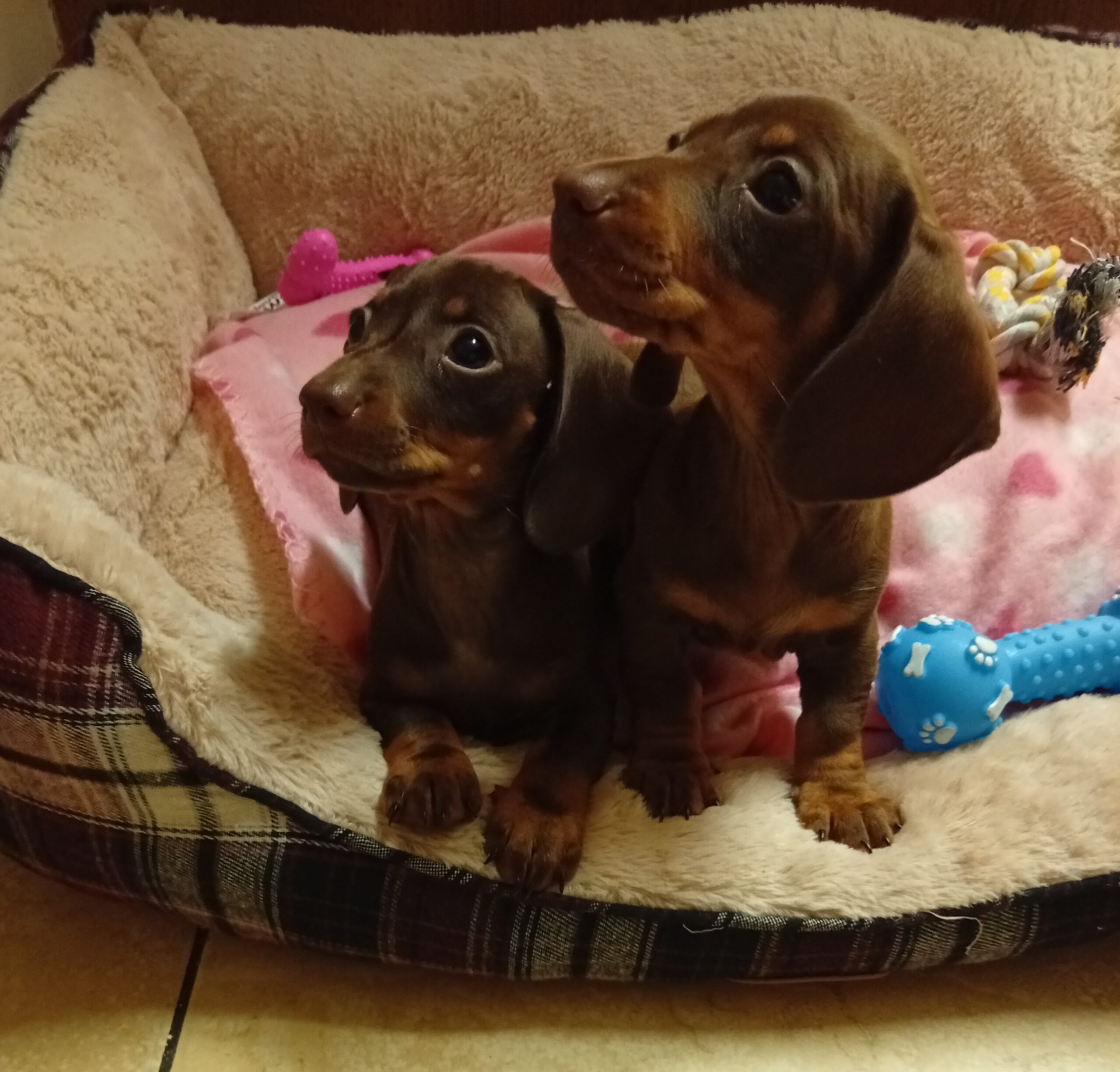 Mianture Dachshund puppies