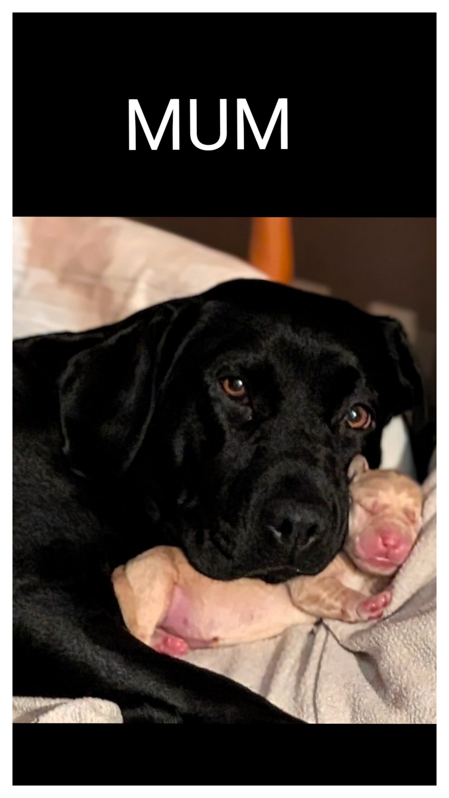 Stunning pure bred Labrador puppies