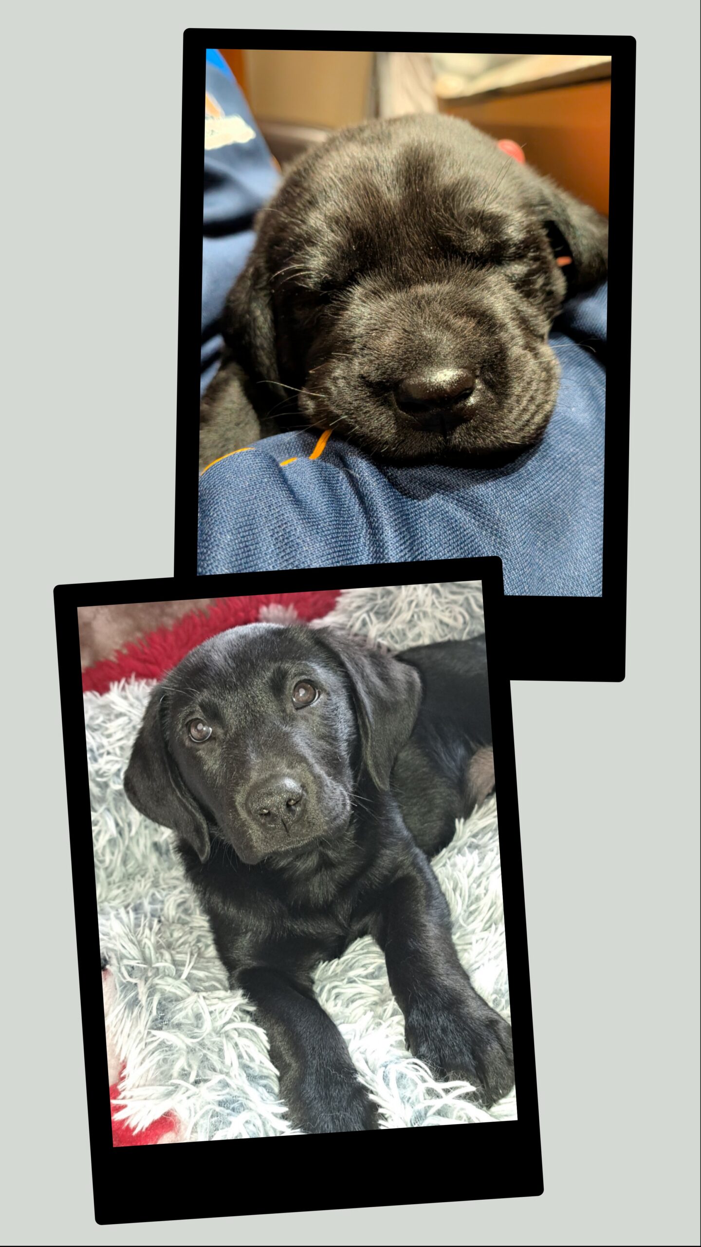 Stunning pure bred Labrador puppies