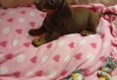 Mianture Dachshund puppies