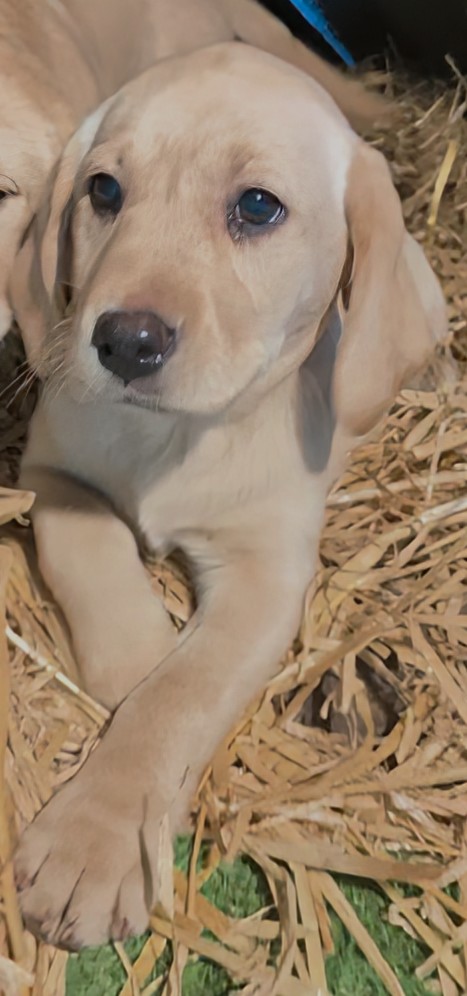 Stunning pure bred Labrador puppies