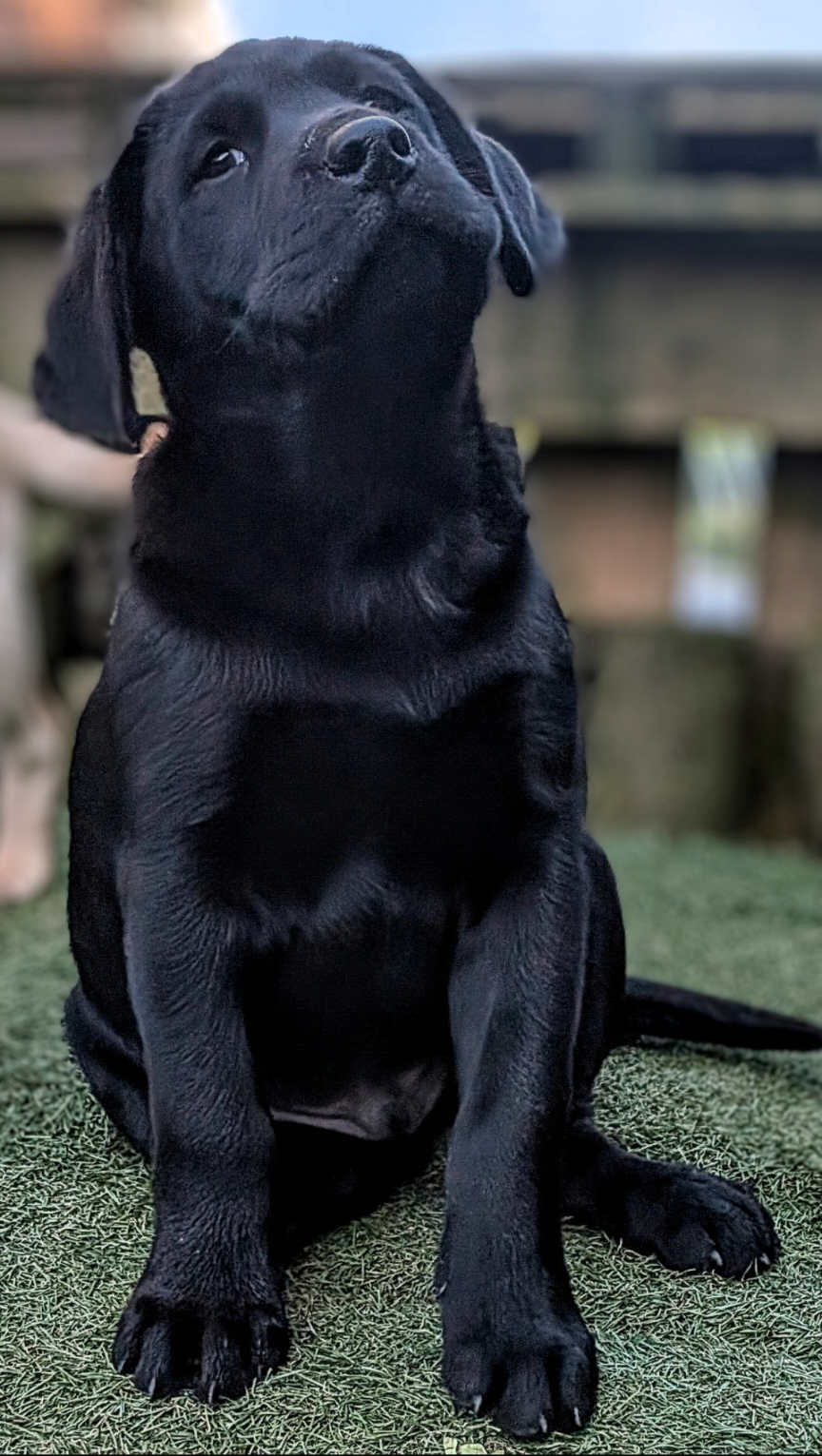 Stunning pure bred Labrador puppies
