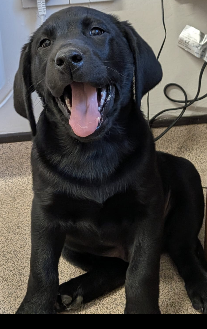 Stunning pure bred Labrador puppies