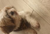 MARLEY