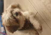 MARLEY