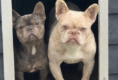 Male frenchies ❤️❤️
