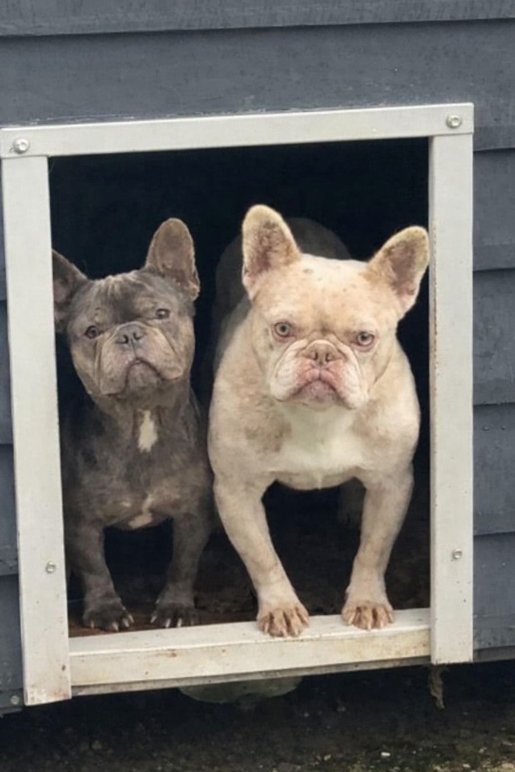Male frenchies ❤️❤️