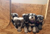 Mini Schnauzer Female Puppy