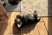 Mini Schnauzer Female Puppy