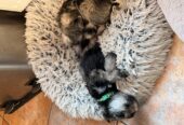 Mini Schnauzer Female Puppy