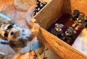 Mini Schnauzer Female Puppy