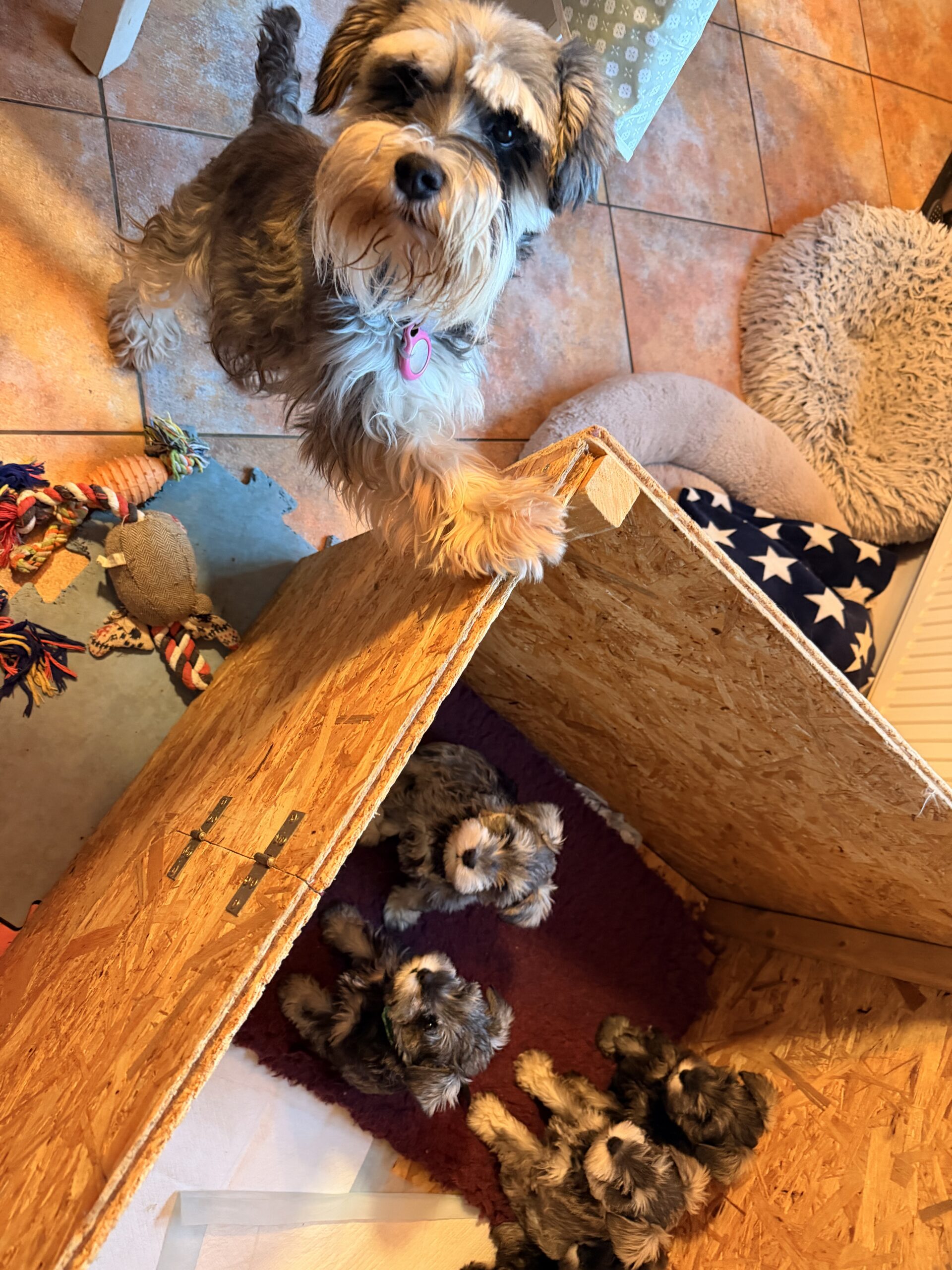 Mini Schnauzer Female Puppy