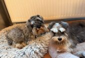 Mini Schnauzer Female Puppy
