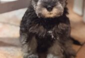 Mini Schnauzer Female Puppy