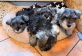 Mini Schnauzer Female Puppy