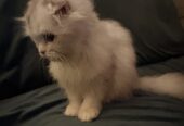 Purebred Highland Fold Kitten