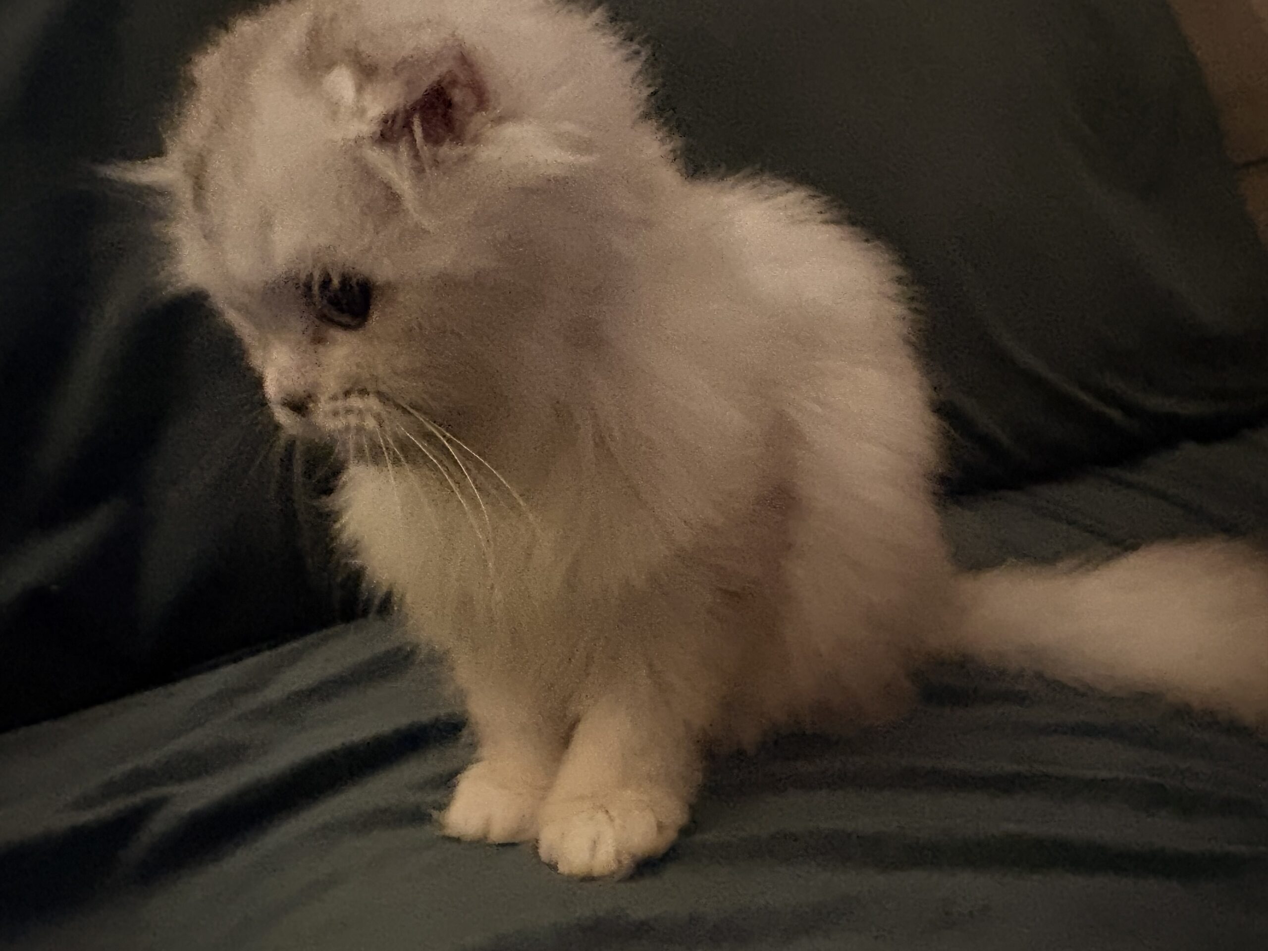 Purebred Highland Fold Kitten