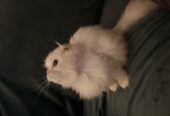 Purebred Highland Fold Kitten