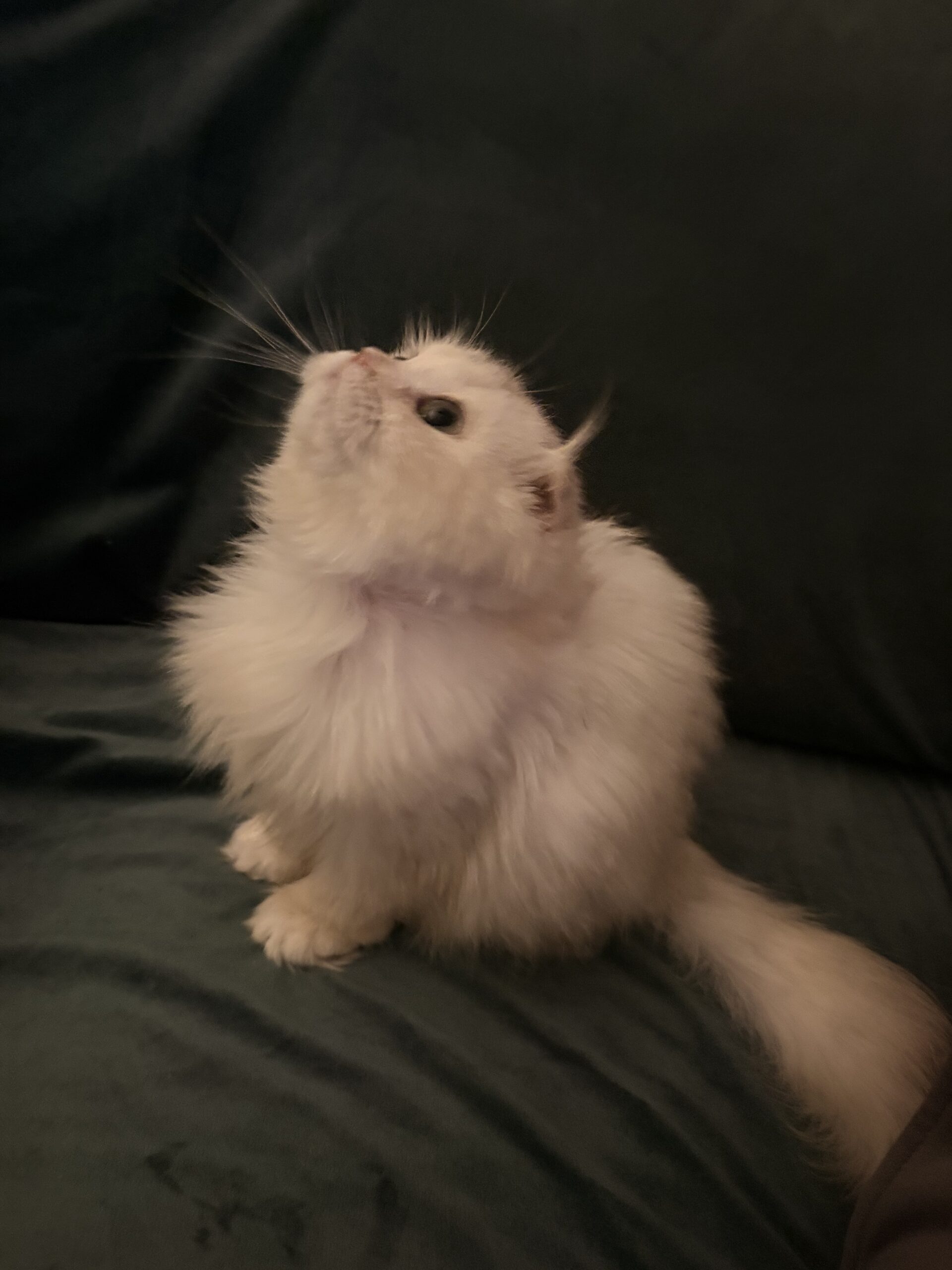 Purebred Highland Fold Kitten