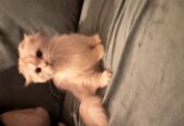 Purebred Highland Fold Kitten