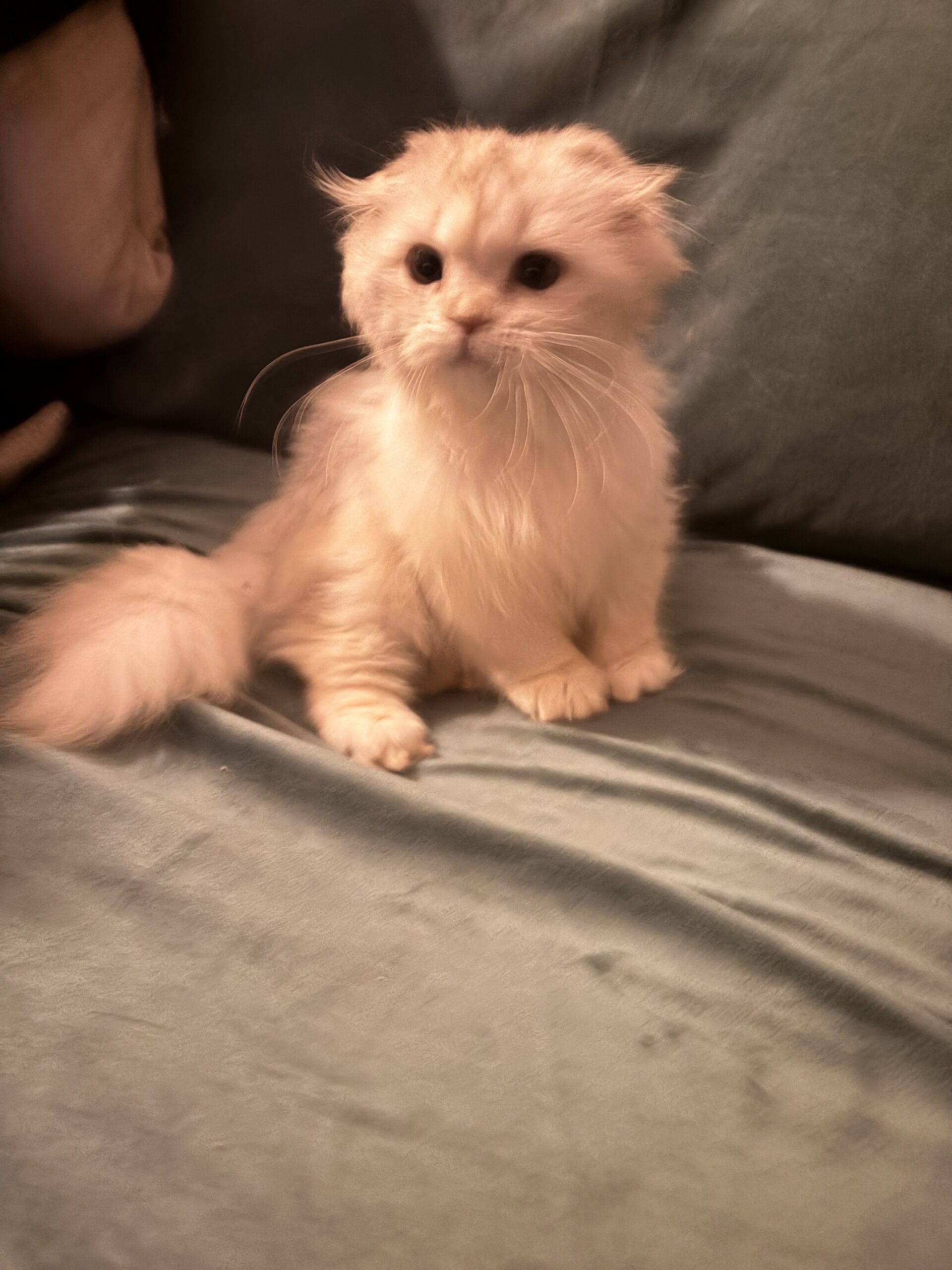 Purebred Highland Fold Kitten