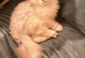 Purebred Highland Fold Kitten