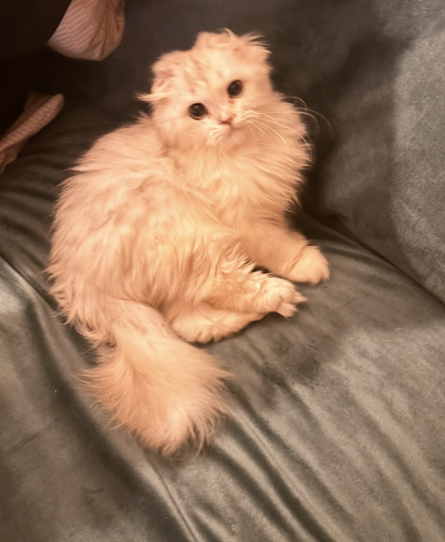 Purebred Highland Fold Kitten