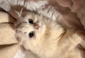 Purebred Highland Fold Kitten