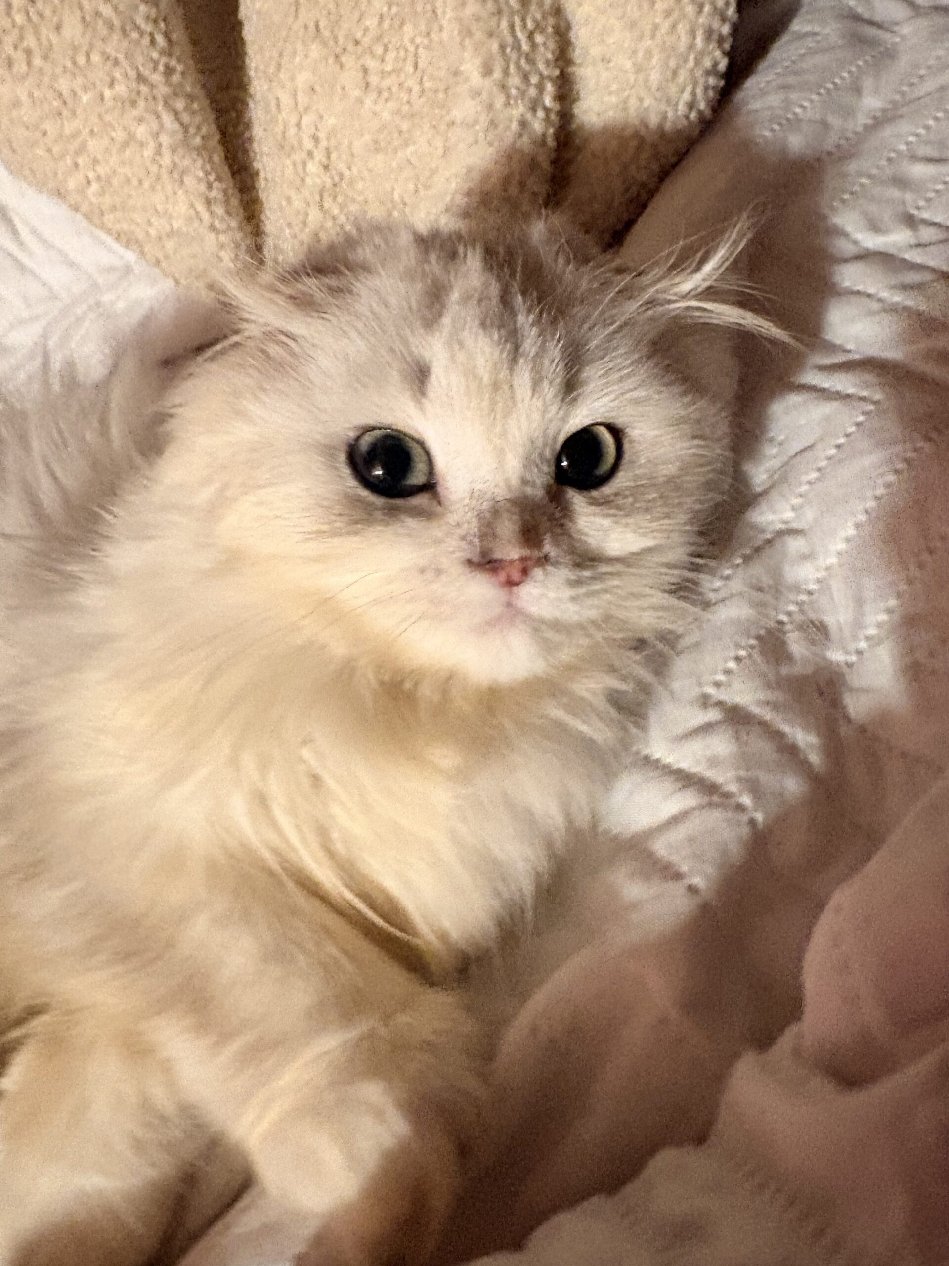 Purebred Highland Fold Kitten