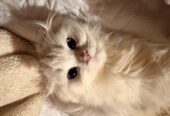 Purebred Highland Fold Kitten