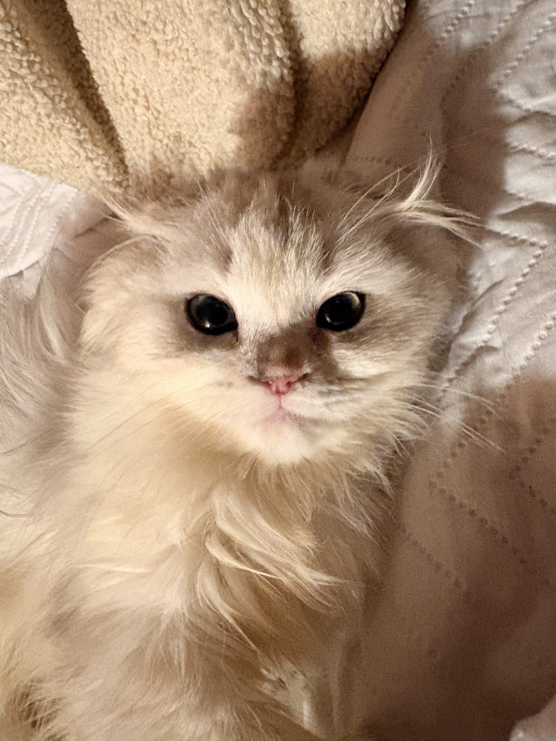 Purebred Highland Fold Kitten