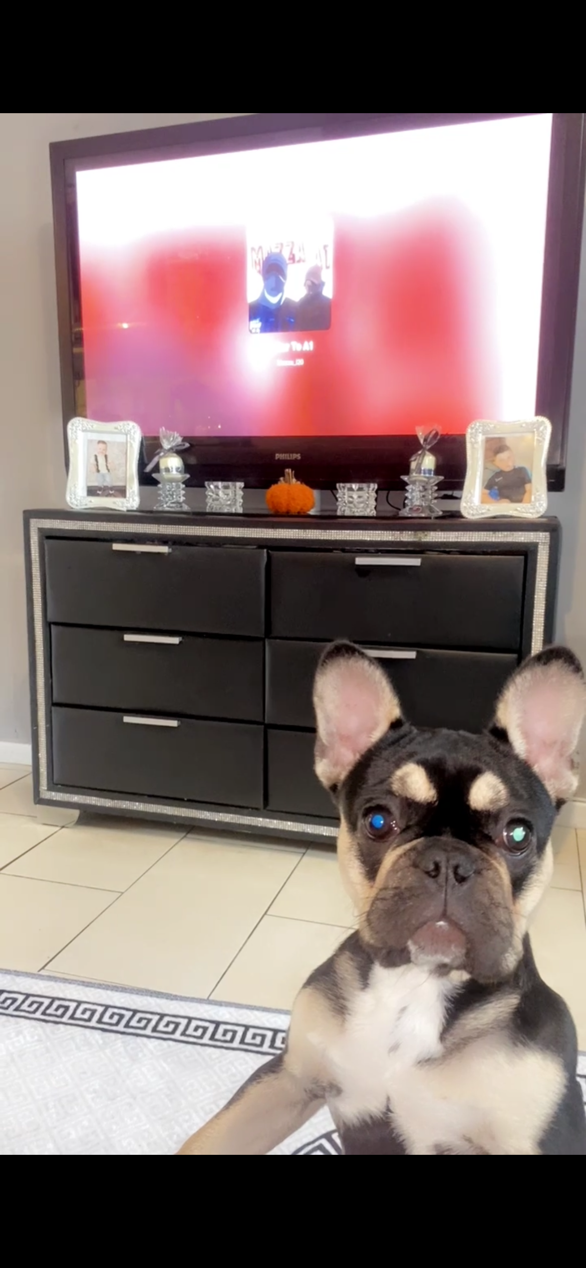 Female FrenchBulldog puppy for sale