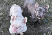 Male frenchies ❤️❤️