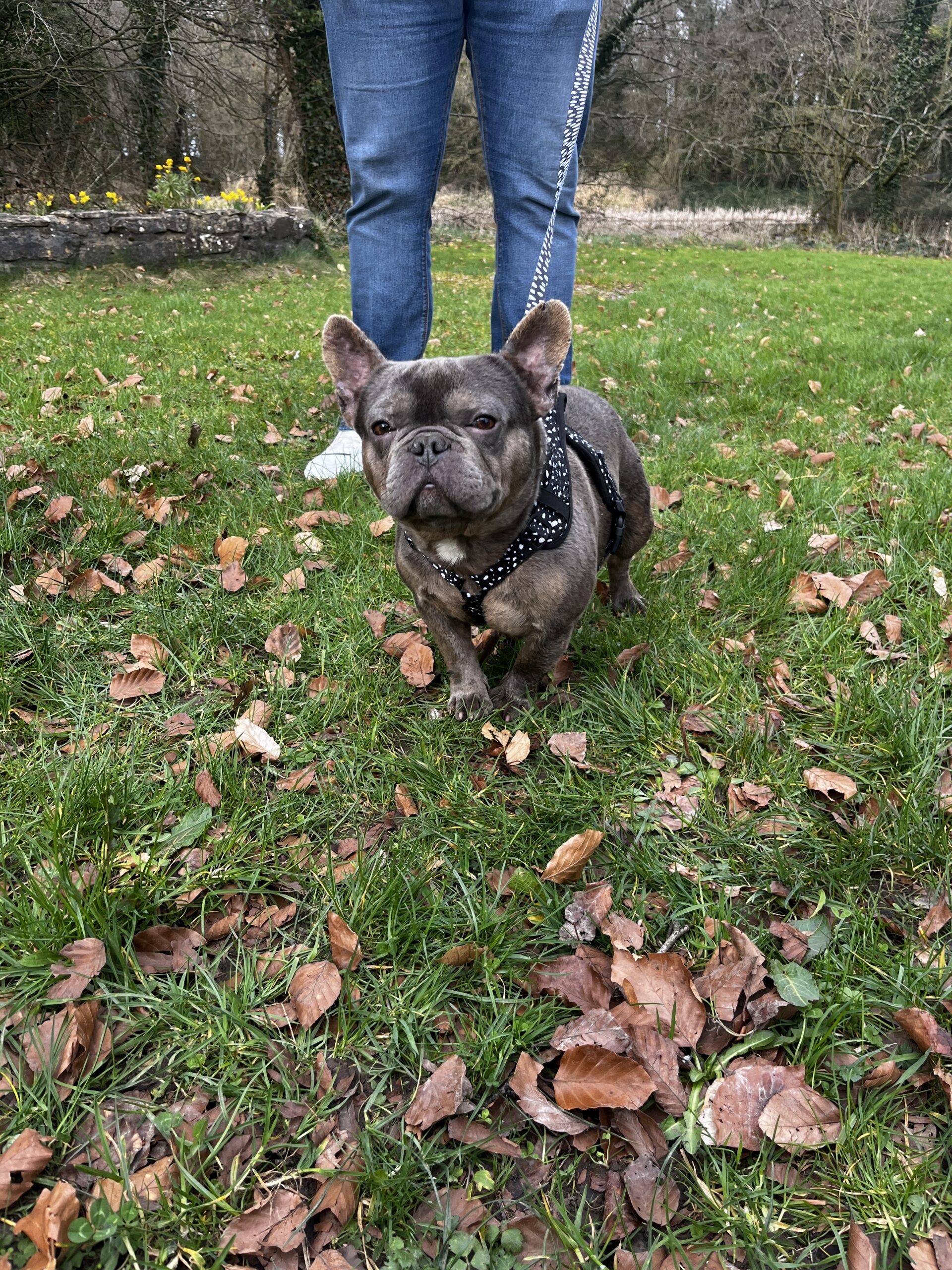 Male frenchies ❤️❤️