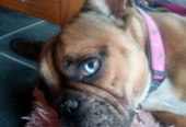 Beautiful Blue Merle French Bulldog X Bull Mastiff