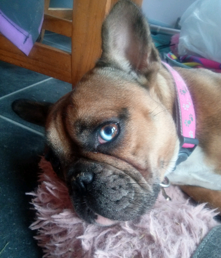 Beautiful Blue Merle French Bulldog X Bull Mastiff