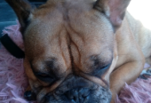 Beautiful Blue Merle French Bulldog X Bull Mastiff