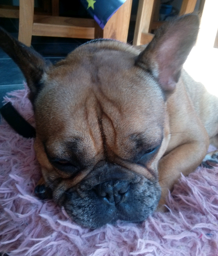 Beautiful Blue Merle French Bulldog X Bull Mastiff