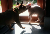 Beautiful Blue Merle French Bulldog X Bull Mastiff