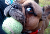 Beautiful Blue Merle French Bulldog X Bull Mastiff