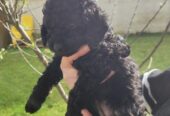 Beautiful Miniature male black poodle