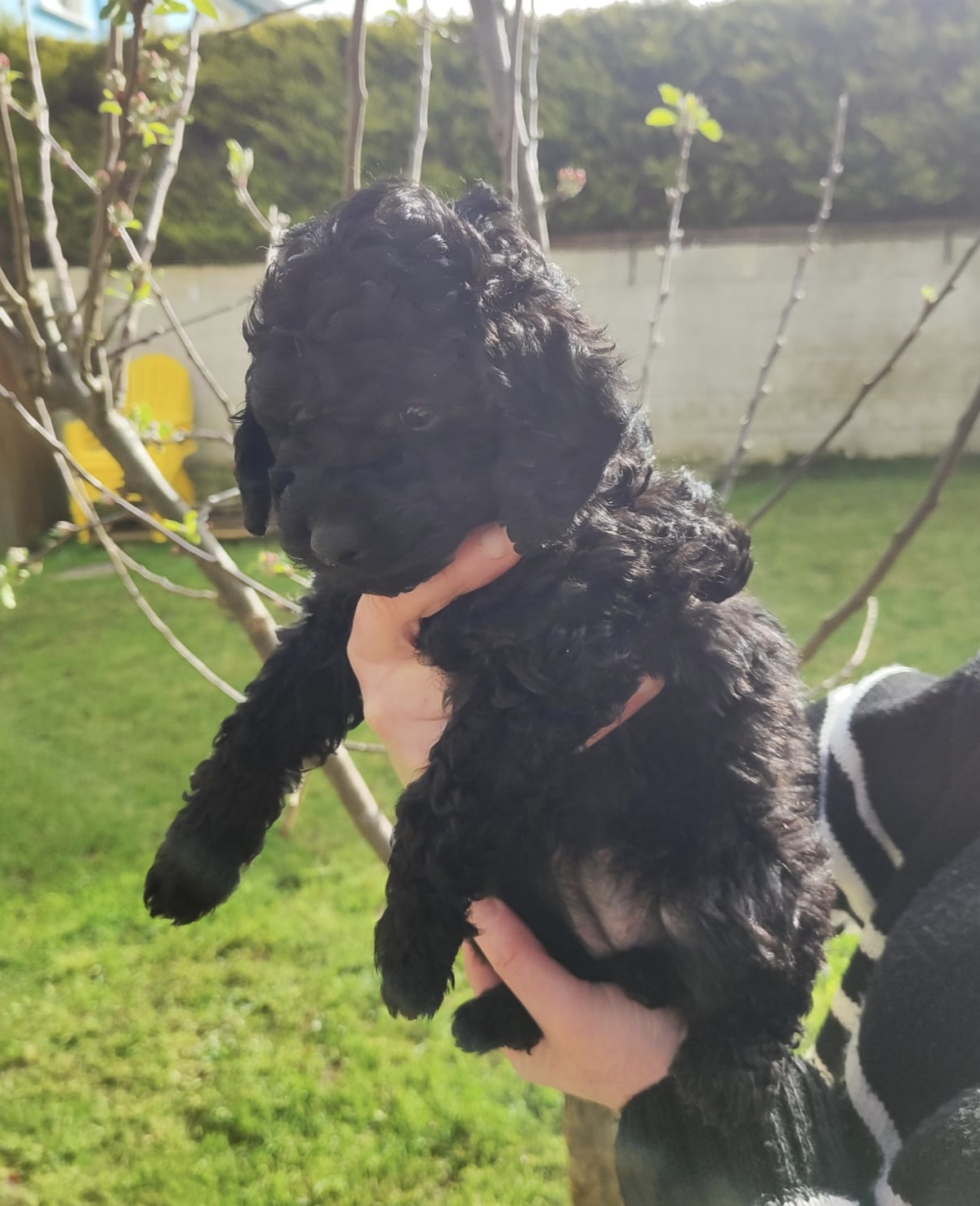 Beautiful Miniature male black poodle