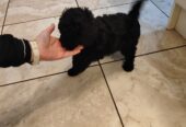 Beautiful Miniature male black poodle