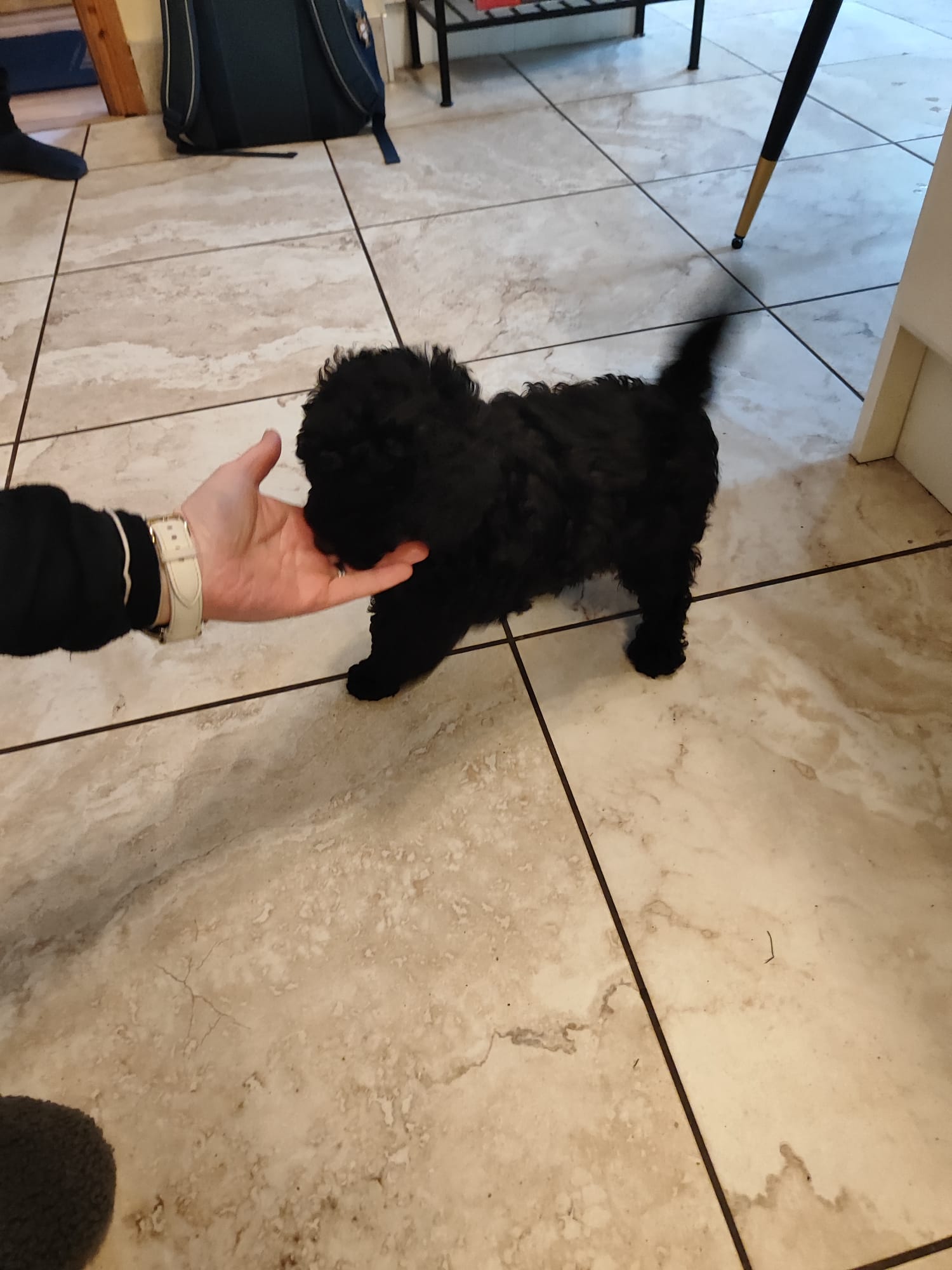 Beautiful Miniature male black poodle