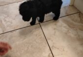 Beautiful Miniature male black poodle