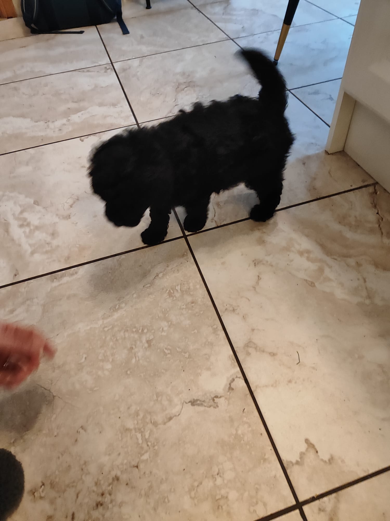Beautiful Miniature male black poodle