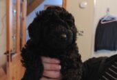 Beautiful Miniature male black poodle